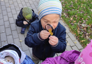 Chłopiec obserwuje liść pod lupą