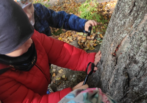 Dzieci obserwują owady pod korą dzrewa