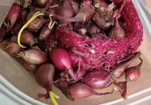 Cebulki cebuli przed sadzeniem